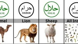 Halal and Haram Animal's and Bird's Meet in Islam