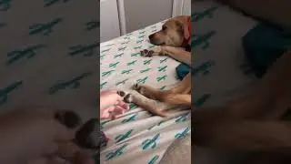 Dog's paws are extremely ticklish