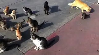 kedi çetesi