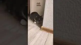 #shortvideo #котик #смешныекотики