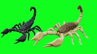 scorpions green screen