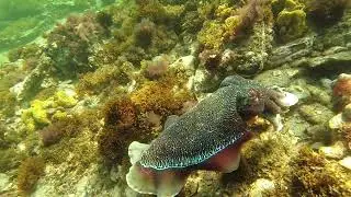 cuttletits and cuttledicks