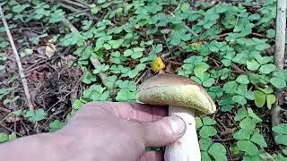 Собираю белые грибы. Прогулка по лесу. Подмосковье. Porcini .