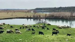 natural video, 24, goats, sheep, farm