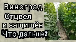 обработка винограда после цветения  виноград на 2 июля 2023г