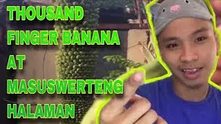 Thousand Finger- Banana and the 12 Lucky Plants at home for 2021