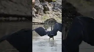 Western Reef Heron finally catches a fish  #youtubeshorts #birdsanctuary #herons #shorts