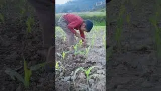 #youtubeshorts #viralvideo #nature