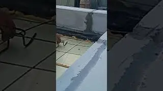 установка лягушки