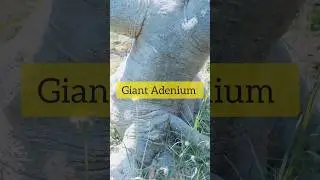 Adenium Obesum Giant | big fat caudex #shorts