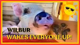 Wilbur🐷wakes everyone up🥹#throwback