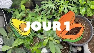 Tente de culture : arbres fruitiers tropicaux (papayer, asiminier, manguier, avocatier,...)