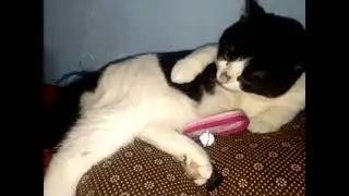 Hujan Begini Enaknya Tidur Sama Leo Kucingku