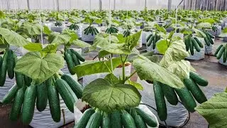 Great Skills propagation cucumber tree from aloe vera  100%suc
