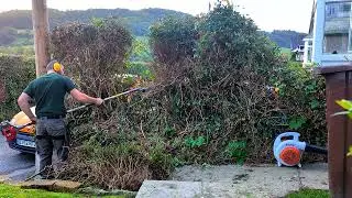 HOW TO section CUT to bring down old hedges for NEW GROWTH