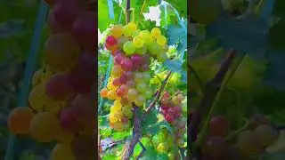 🍏🍎🍐🍊🍋🍌🍉🍇🍓🫐🍈🍒🍑🥭🍍🥥🥝