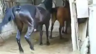 İyi Atlar Çiftleşme ~ A Groß Sabah Yürüyüşü sırasında düzenli Güneş ışığı alın
