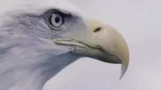 Beşiktaş marşı , beşiktaş marşları , Şampiyon Beşiktaş,