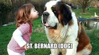 Top dogs breeds in the world, most famous dogs