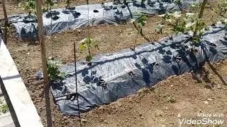 geç başlayan sezon ve çözümler hobi günlüğü 206