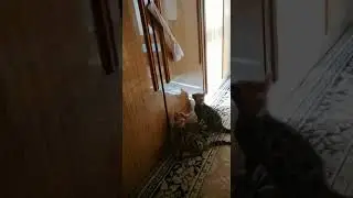 Котята Бенгальские ДР 14.04.22