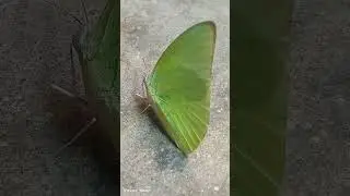 butterfly 🦋 close view #butterfly #birds #nature #geography #birdslover #tiktok