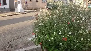 Moth that is a Hummingbird Copycat in France