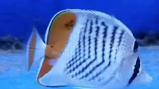 Halls Garden Centre aquarium (Birmingham)