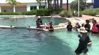 Cherisedolphin