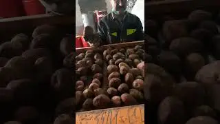 Сортировка картофеля