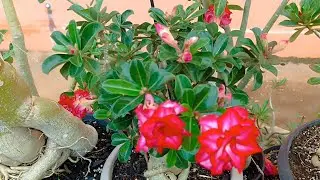 CULTIVANDO ROSAS DO DESERTO NA CHUVA+ COMO ESTA FICANDO 😱🫣🥺