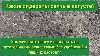 Что такое сидераты/ когда сеять сидераты/сидераты в августе/сидераты для огорода/лучшие сидераты