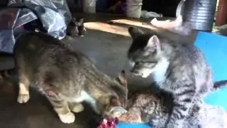 More of cats eating a rabbit