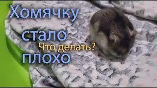 Что это может быть с хомяком. Он помирает?