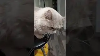 #котохаус Тоша не любит фотосессий ❤️ в отличии от Лео