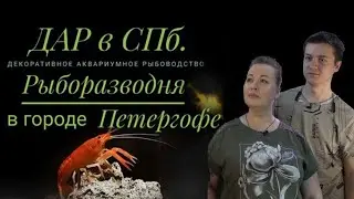 Рыборазводня ДАР г. Петергоф. Санкт-Петербург