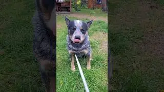 #trollsky #blueheeler #knifemaking #shorts