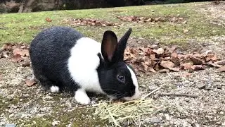 Can This Small, Weak Rabbit Survive The Bullying?