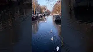 Swan Family on an Amsterdam Canal