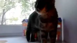 Самое короткое видео про кошку