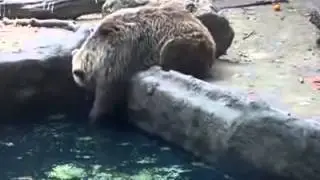 Медведь спас тонущую ворону