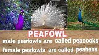 Facts about peafowl || Beautiful peafowls || most beautiful peafowl