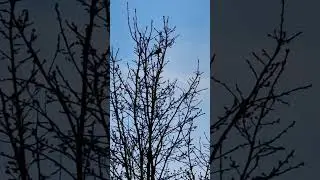 Пение соловья