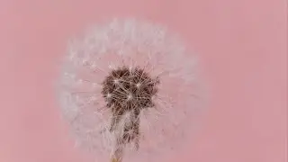 You Are Tired Of Being In Your Masculine Energy. Your Feminine Essense And Wishes Are Your Focus 🌸