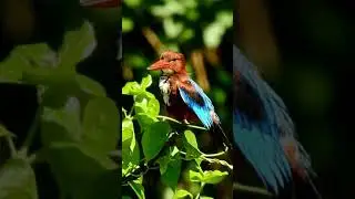 White-throated Kingfisher (Halcyon smyrnensis)