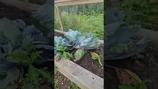 garden pests #germanshepherdpuppy #garden #wanderingwiley