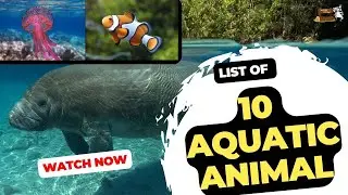 List of 10 Aquatic Animal - Education Video for Kids -  Nature Speakz