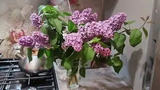 Отбивнушки| Сирень🌸