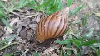 Бругмансия в родных условиях!!!