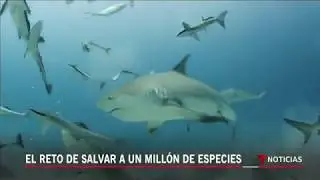 Los animales están a punto de desaparecer